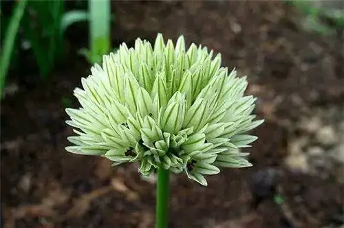 100 шт./упак. Seedsplants Giant Allium Giganteum красивый цветок-бонсай садовое растение в уровень почкования 95% редкий цветок для малыша - Цвет: 2