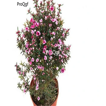 

Ngryise 500Pcs A Set Leptospermum scoparium