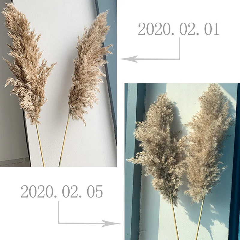 wedding pampas grass decor feather flowers bunch natural dried flower pampas plants Easter Christmas decorations home decor