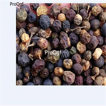 

Ngryise 1000pcs Ligustrum compactum