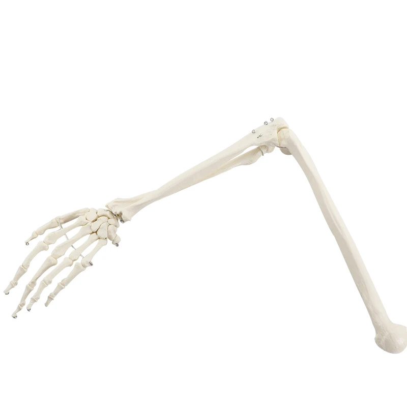 Human Upper Limb Arm and Radius Hand Bone Anatomy Model Medical Science Teaching Resources anatomical models