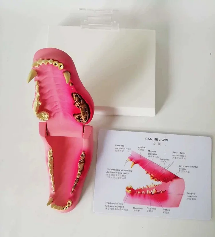 Canine Pathology Jaw Model Medical Dog приблизительная медицинская меридиановая хирургия|jaw