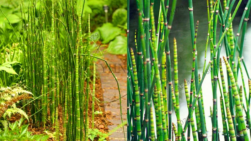 Подлинный! 20 Мини moso Bamboo flores bamboo plantas бонсай сад бонсай горшки для балкона Начинающий уровень 90% DIY для домашнего сада pl
