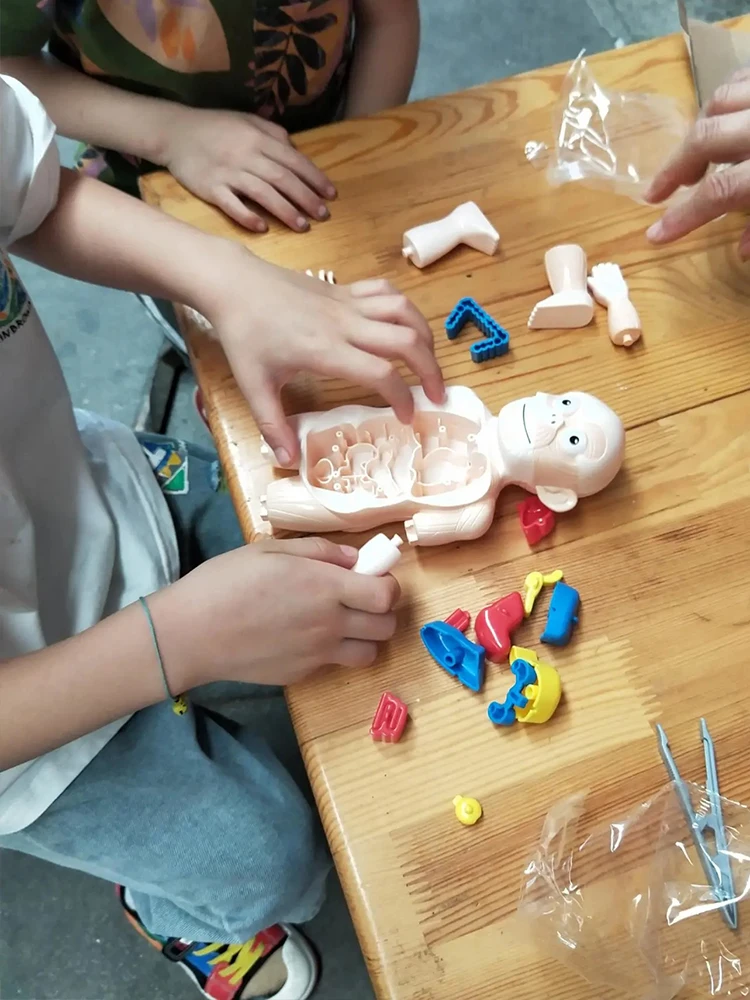 Anatomia do Corpo Didáticos para Crianças Montessori Quebra-cabeça Humano Aprendizagem Educacional Precoce Faça Você Mesmo Montado Brinquedos Sensoriais H746w 3d 2 High Quality Brinquedos e hobbies