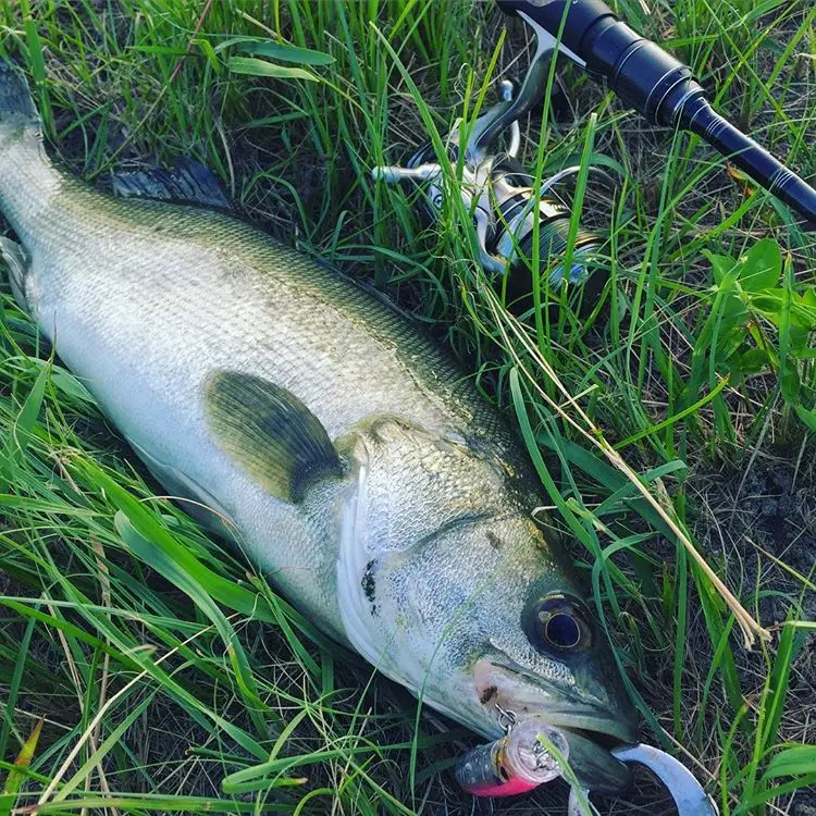 Приманка для рыбалки NOEBY Topwater lure feed popper bait 100 мм 120 мм 150 мм плавающая приманка для рыбной ловли