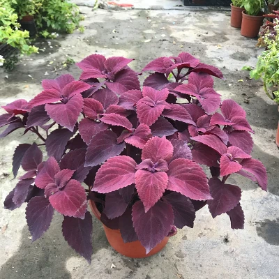 50 шт. свежий настоящий Plectranthus scutellarioides лист OoSementes 1-25