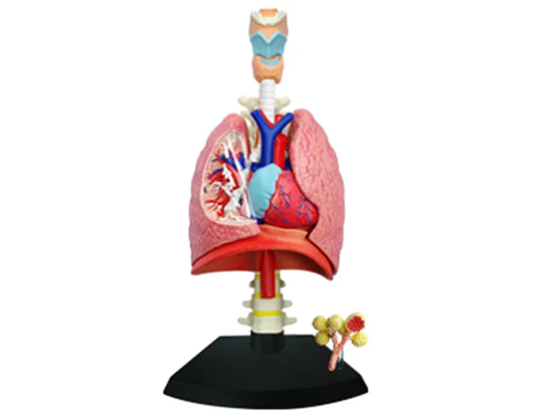 

4D MASTER Educational Assembled Toys Human 1: 3 Lung Anatomic Region Anatomy Medicine Teaching for Model