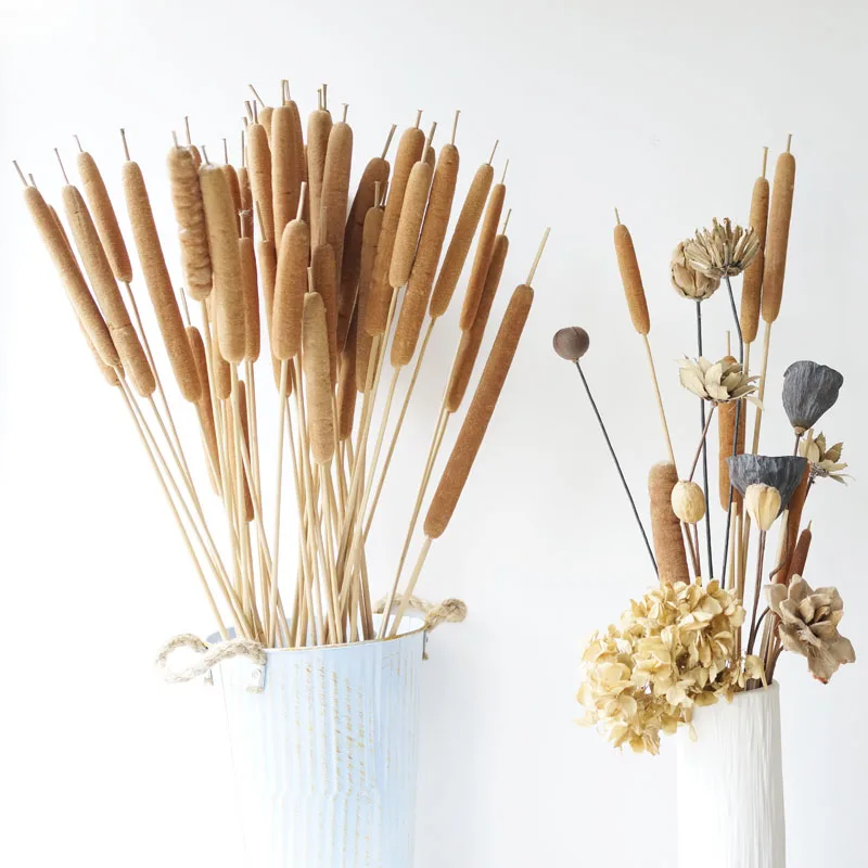

10pcs Natural Dried Typha Angustifoliall,Eternell Display Dry Flower DIY Home Wedding Flower Arrangement Decoration Photo Props