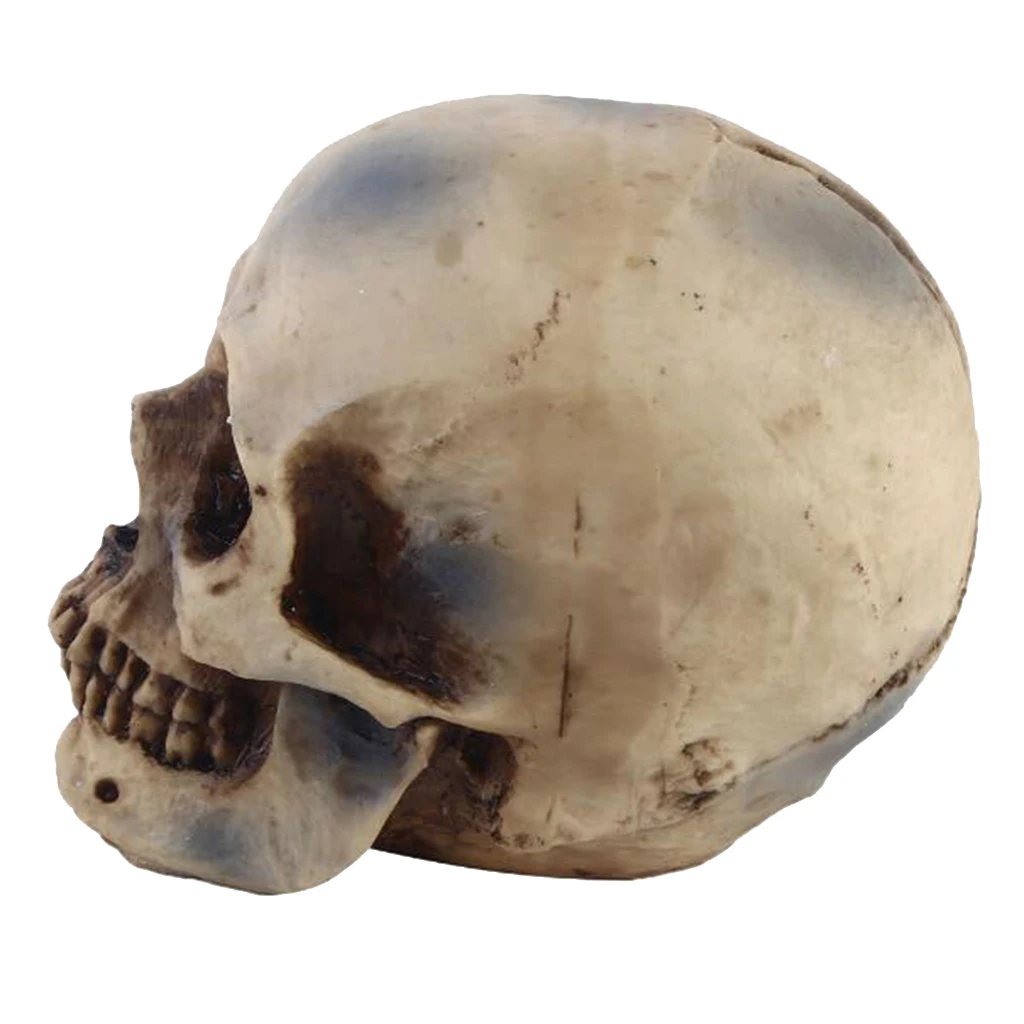 2pcs Realistic Replica Human Skull Resin Skull Skeleton Head 