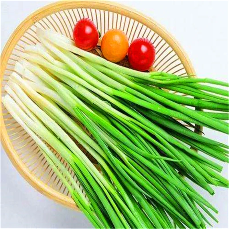 100 шт./лот Chive(Allium ascalonicum) открытый горшечные цветущие растения для дома и сада - Цвет: 2