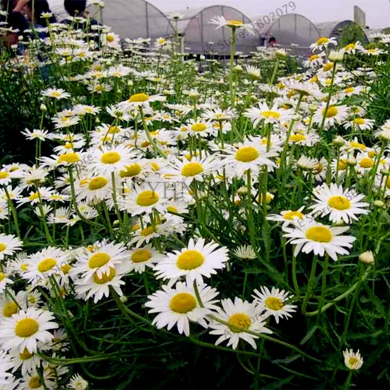 Почвопокровные Хризантема flores, редкий многолетние бонсай растения для дома и сада посадки, легко растить, 100 шт./пакет - Цвет: 5