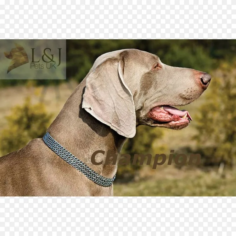 Weimaraner犬种猎犬指向犬鼻颈链png图片素材免费下载 图片编号 Png素材网