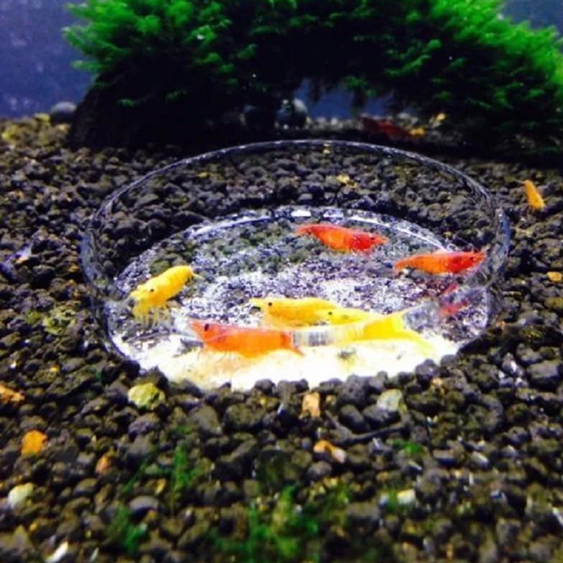 Clear Glass Aquarium Fish Tank Shrimp Feeding Food Dish Feeder Tray Container