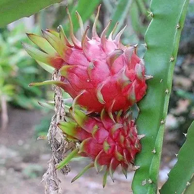 20 шт. Pitaya сад белый дракон фруктовый завод(Pitaya/Pitahaya/клубника груша) Бонсай