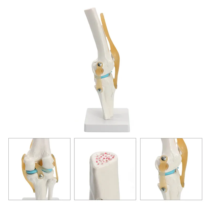 1:1Human Skeleton Knee Joint with Ligaments Model Anatomy Models Medical Science Teaching Supplies