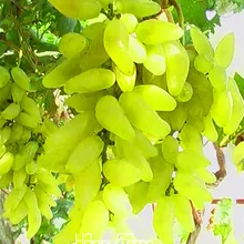 Новое поступление! настоящий золотой палец зеленый сладкий виноград органический бонсай, 50 шт./лот, выносливое растение вкусные фрукты,# M1P7ZD