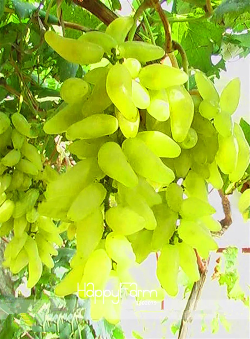 

New Arrival!100% True Golden Finger Green Sweet Grape Organic Bonsai, 50 Pcs/Lot, Hardy Plant Delicious Fruit,#M1P7ZD
