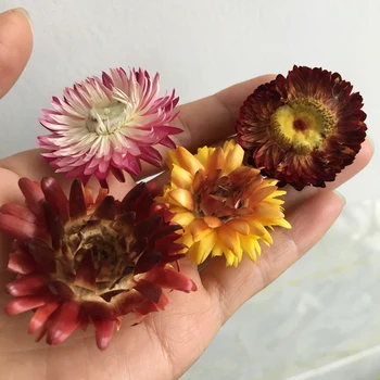 

40g/lot Dried Helichrysum ,Nature Sun Flowers for Craft Bookmark Gift Card,DIY Flores secas Facial Photo Frame Home Decor