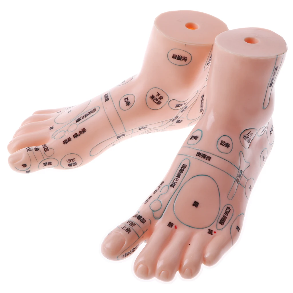 2PCS Anatomical Human Feet Massage Acupoint Model, Professional Foot Reflexology Acupoint Model, Lab Demonstration, 19cm Length