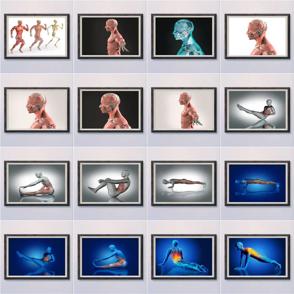 

6-2 человеческая структура, скелет, кровеносные сосуды, анатомия мышц, разложение, профессиональные фотографии Wa