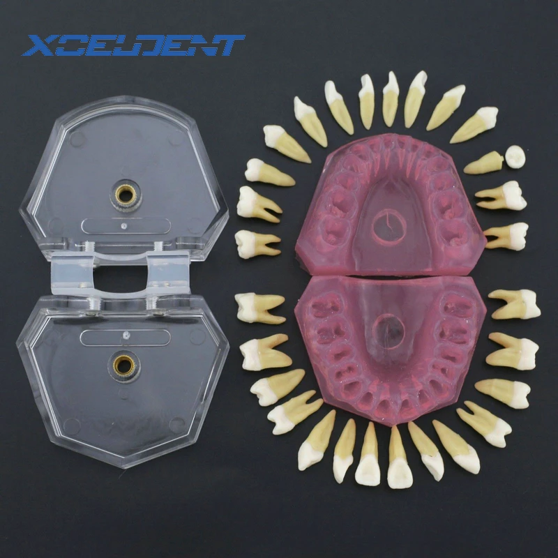 1 шт. Стоматологическая мягкая резинка стандартная модель учебного стандарта с 28