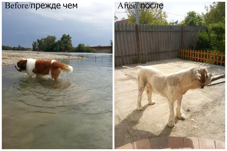 Профессиональная машинка для стрижки собак, машинка для стрижки животных, машинка для стрижки кошек, электробритва, машинка для стрижки, 110-240 В переменного тока