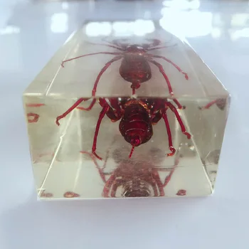 

Embedded Specimens Transparent Resin Centipede Scorpion Model Biology Arthropods Teaching Aids True Whip Scorpion Appearance