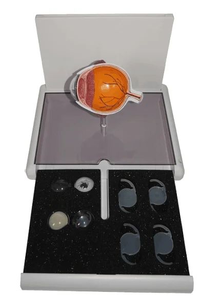 

Анатомические учебные пособия по катаракте глаз анатомическая модель медицинская