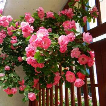 

Plant Flower Bath Salts Clambing Chinese Rose Essence 100Pcs XZZ-16