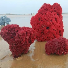 22-23cm naturalna czerwona szyszka koralowa o strukturze plastra miodu nautyczna dekoracja ślubna do domu rzadkie kolekcje okaz szczęście bogactwo Craft tanie tanio CN (pochodzenie) MASKOTKA Materiał organiczny Morskie Fish tank Aquarium landscaping