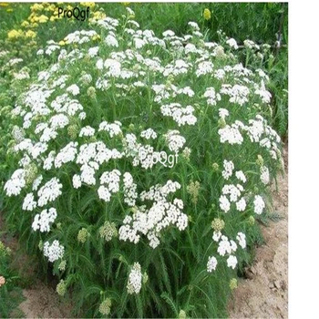 

Ngryise 8000Pcs A Set Achillea millefolium dabinju