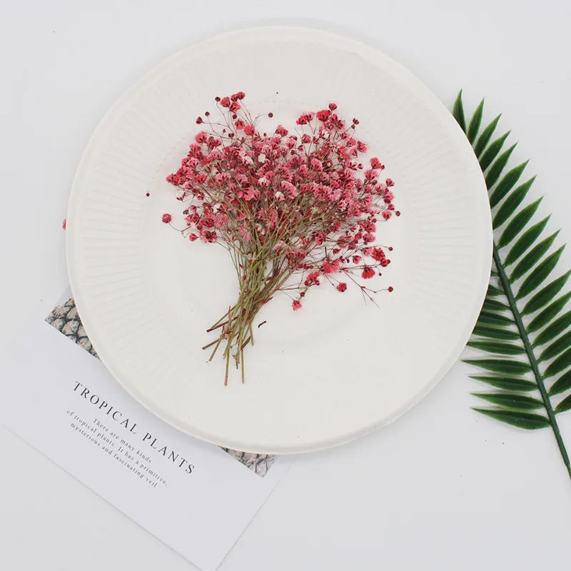 Daman light red Натуральные сушеные цветы тиснение Botany образец Diy клей ручной оболочки Ароматерапия Свеча фоторамка активность материал наука - Цвет: Daman light red