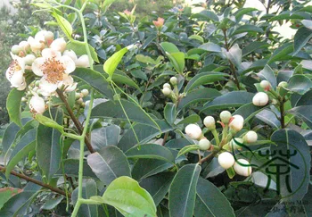 

Schima Superba Schima Confertiflora Mu He