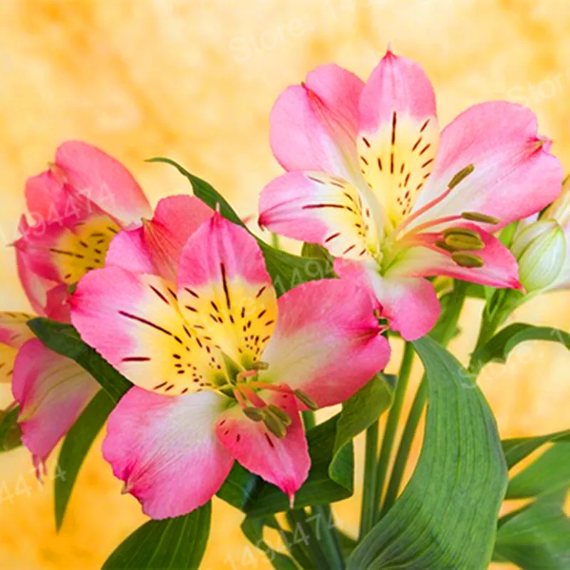 200pcs/bag Alstroemeria Plants mix Peruvian Lily Plantas Princess lily colorful flower gardenling lily bonsai flower Plante home