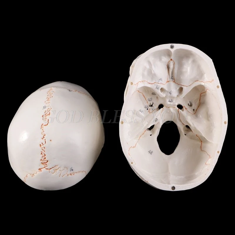 Human Skull Model Life Size Anatomical Medical Teaching Skeleton Head Studying Supplies