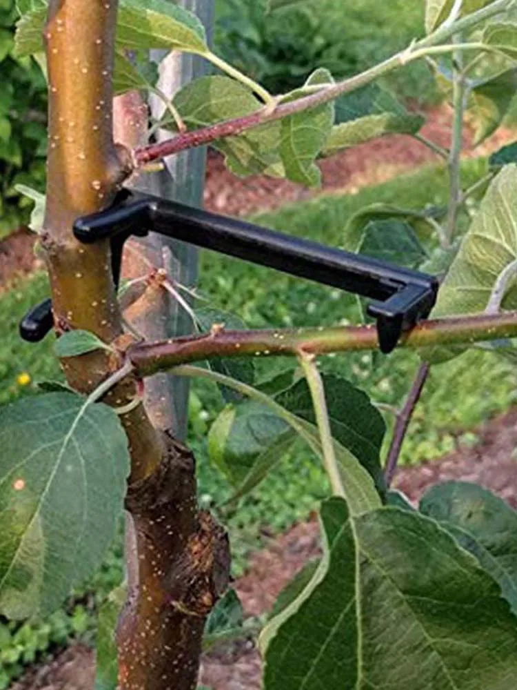 Fruit tree branch support