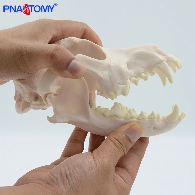Canine Skull Anatomy Model 6