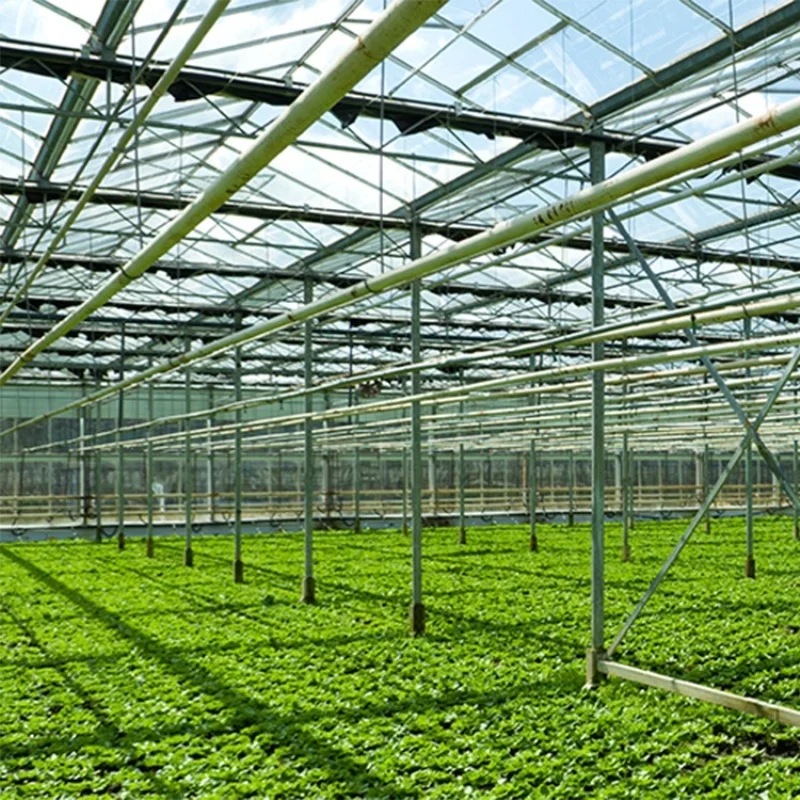 8M*30M-Large Commercial Green Houses