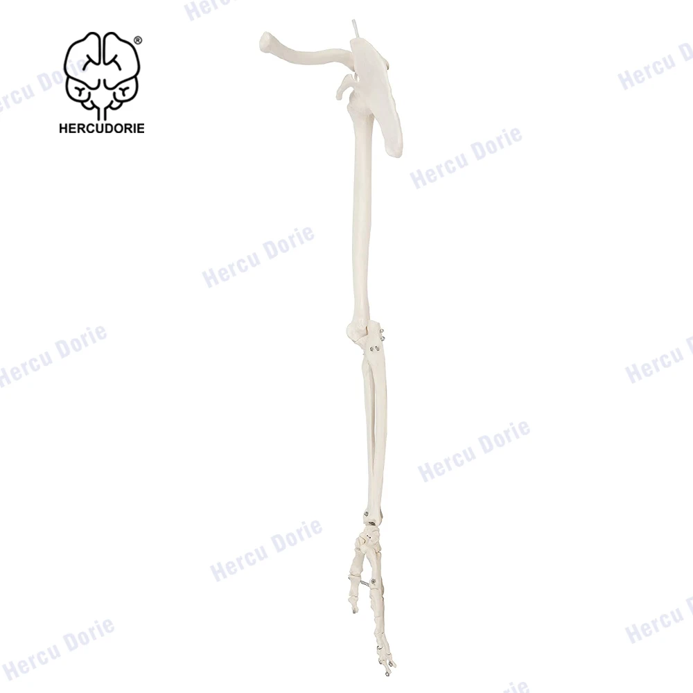 SKELETON ARM スケルトンアーム 海外玩具 61waNWiI6+L._UF1000,1000_QL80_.jpg