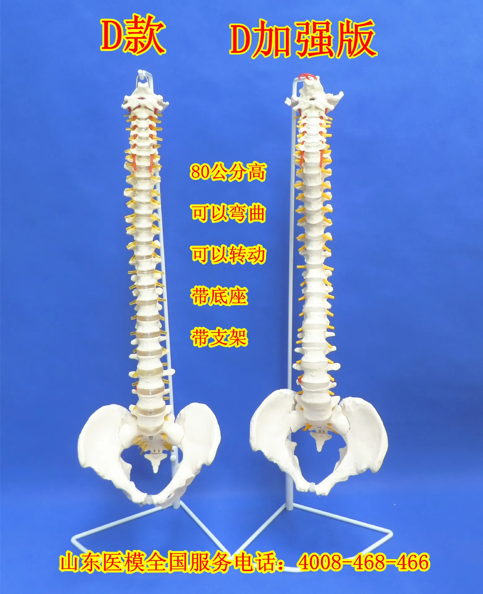 

Human Spine Model 1: 1 Bone-Setting Spine Model Neck Lumbar Vertebra Human Skeleton Model Color Spine Model