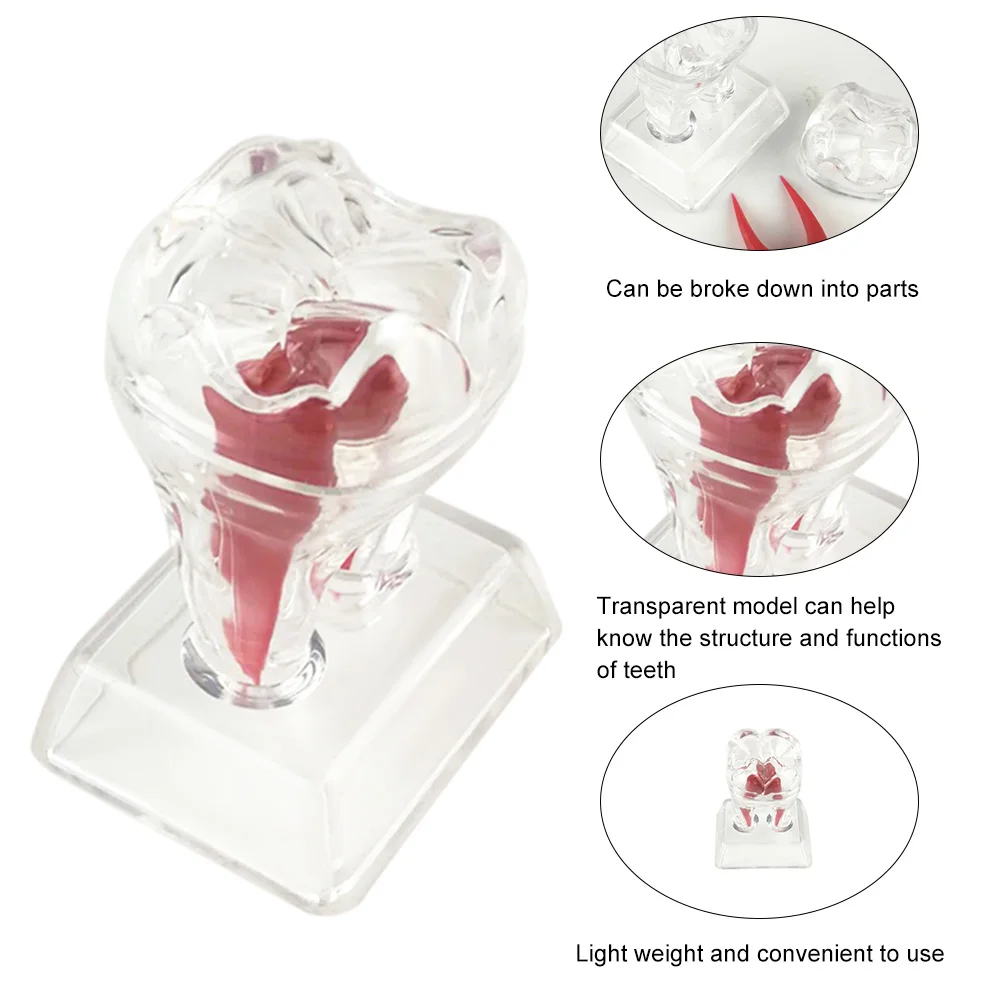 Съемная Хрустальная зубная модель зубов обучающая основа для моделирования твердых пластиковых зубов Зубная Молярная Модель протез