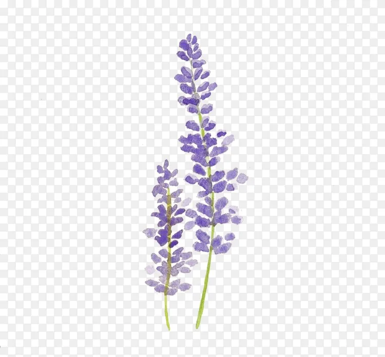 水彩画薰衣草画水彩画png图片素材免费下载 图片编号 Png素材网