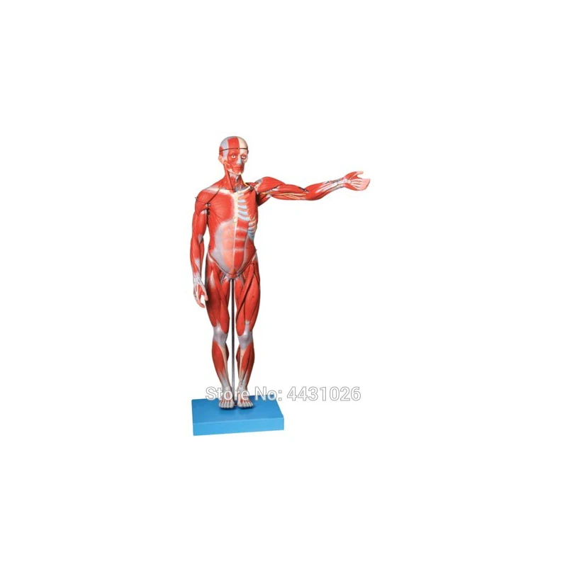 Internal Organs Human Body