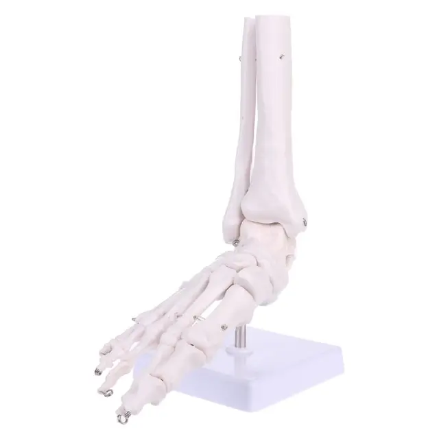 $17.85 Life size Foot Ankle Joint Anatomical Skeleton Model for Medical Display Learning Tool