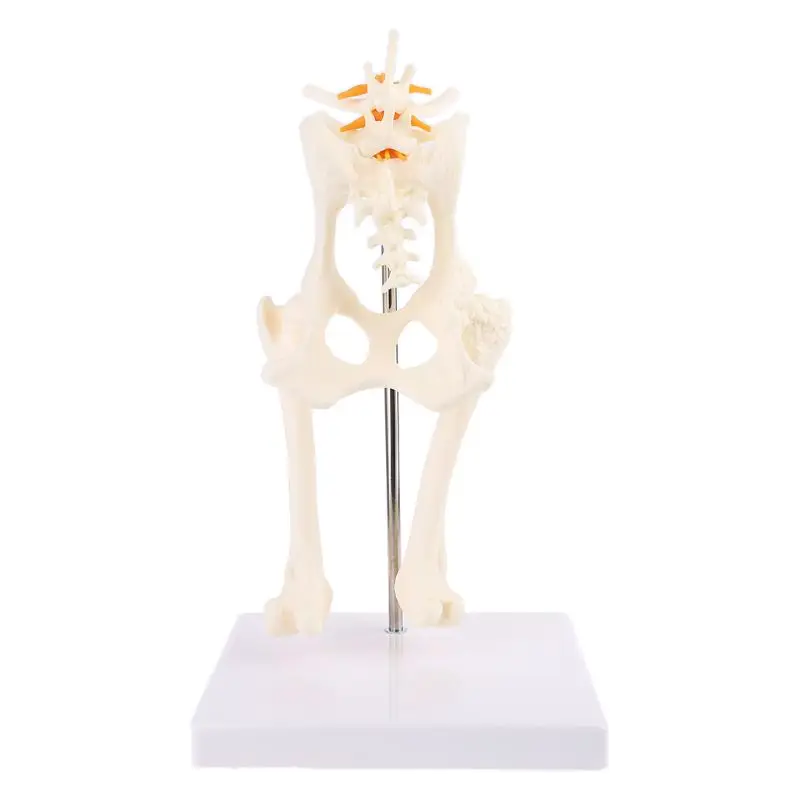 

Dog Canine Lumbar Hip Joint with Femur Model Teaching Anatomy Skeleton Display X6HB