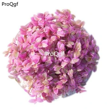 

Ngryise 2pcs a set yanzhiyun succulent