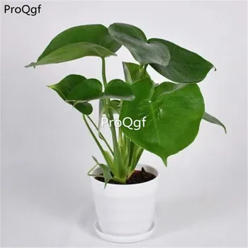 

Ngryise 2Pcs A Set Monstera deliciosa