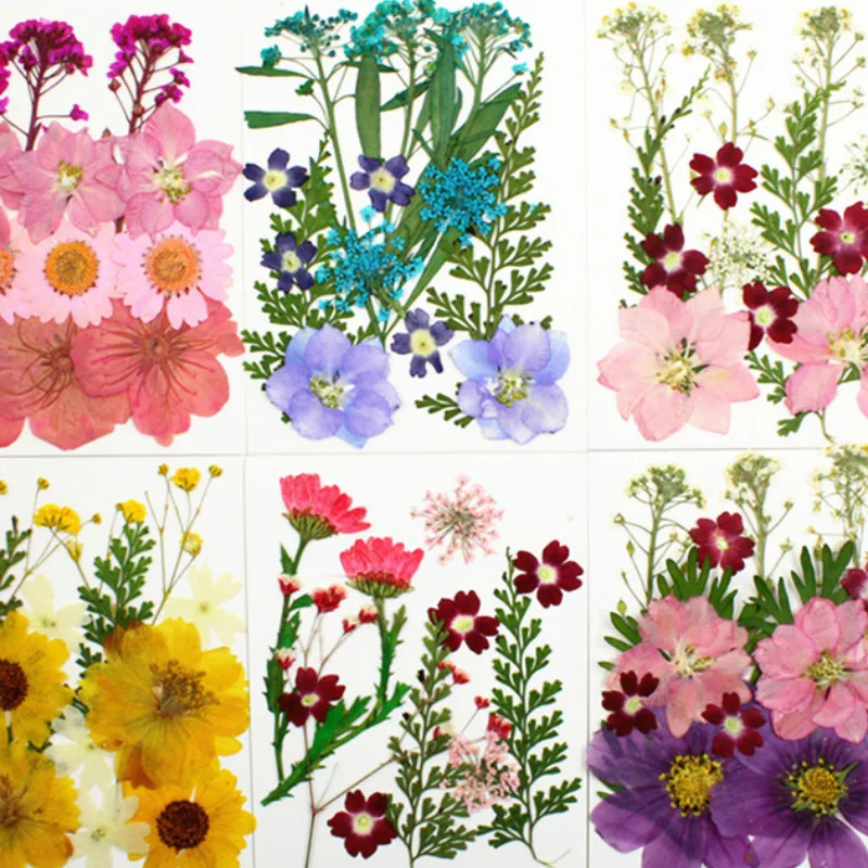 Floral Pressed Flowers Resin Daisy Pressed Daisys 12 Pieces Pressed