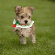 

Pet Supplies Kitten Knitted Collar Wool Knitted Cat Collar Cherry Cat And Dog Necklace Small Pet Supplies Wholesale Direct Sales