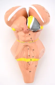 

Human medical Brain Anatomical Internal sac and basal Nerve surgical anatomical Anatomy traumatic pistols condoms instruments